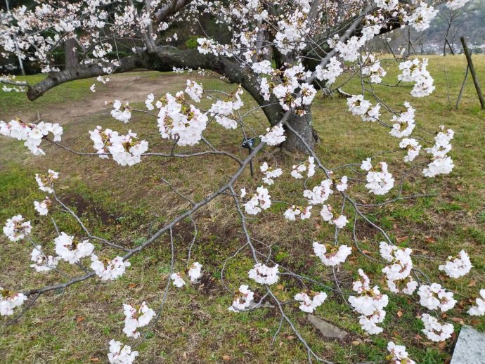 出雲大社の桜開花