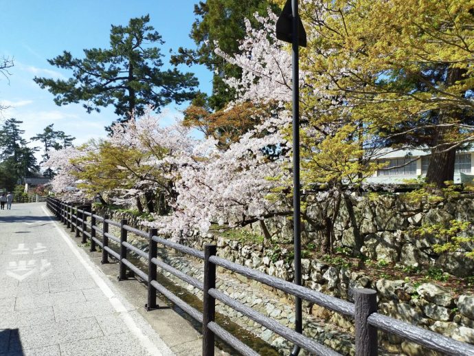 出雲大社の桜満開