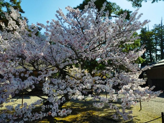 出雲大社の桜満開