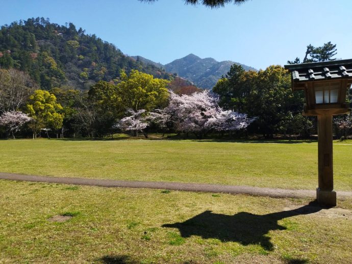 出雲大社の桜満開