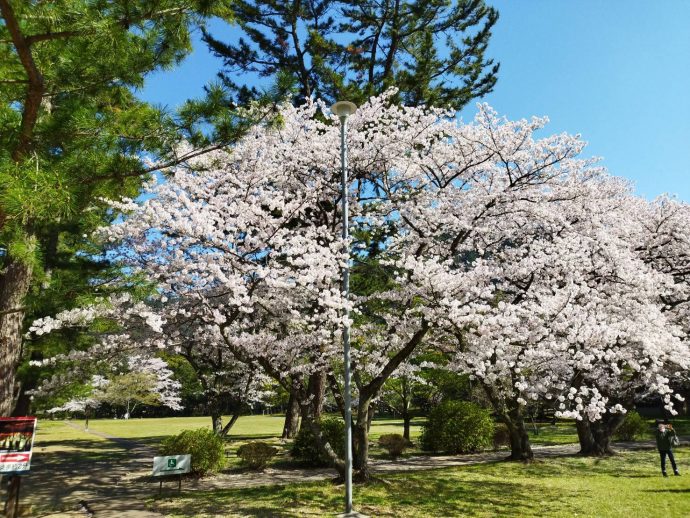 出雲大社の桜満開