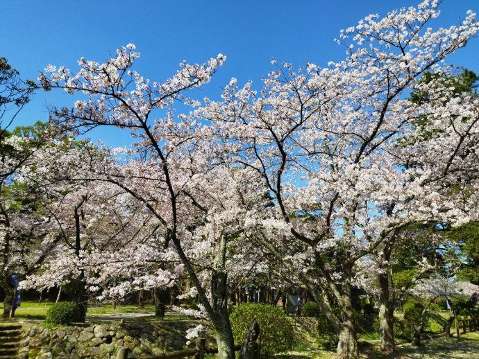 出雲大社の桜満開