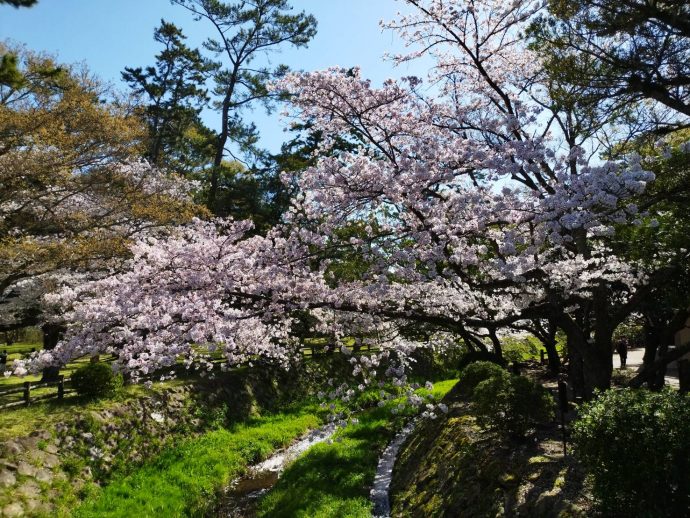 出雲大社の桜満開