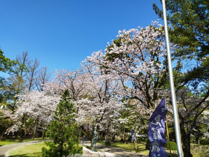 出雲大社の桜満開