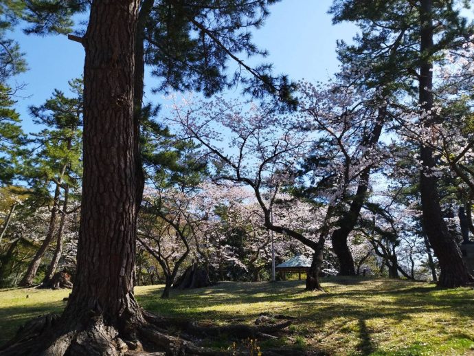 出雲大社の桜満開