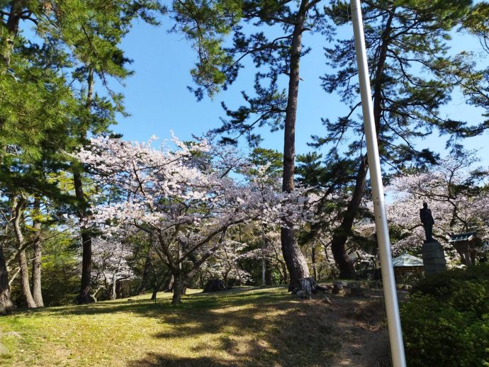 出雲大社の桜満開