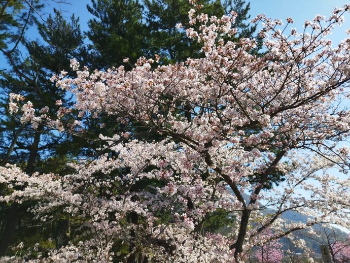 出雲大社の桜満開