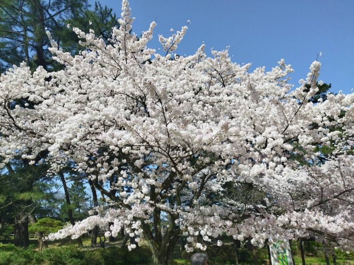 桜