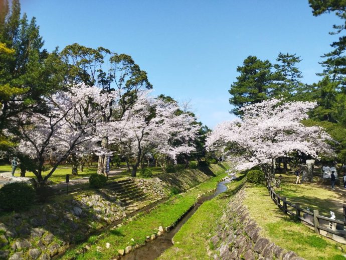 桜