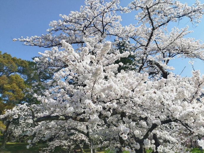 桜