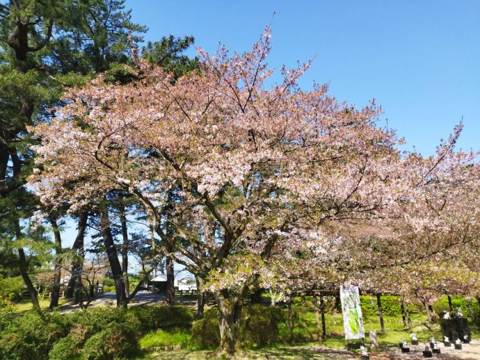 葉桜