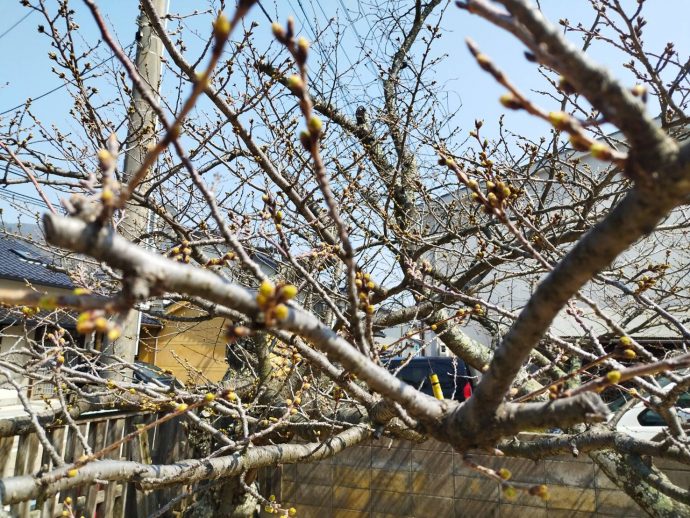 桜