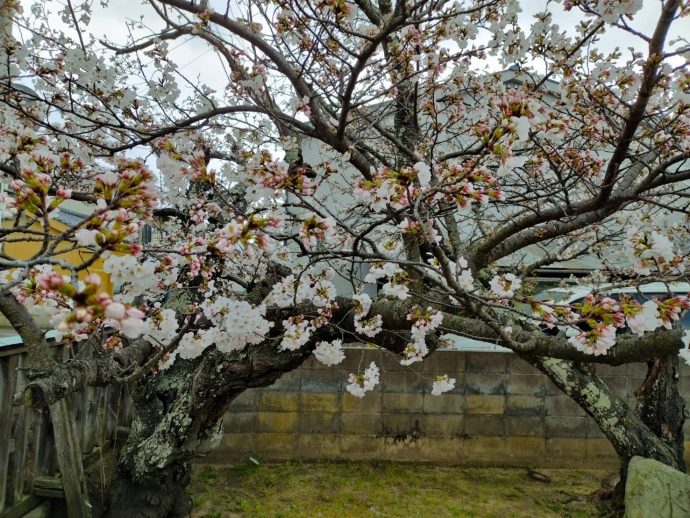 桜