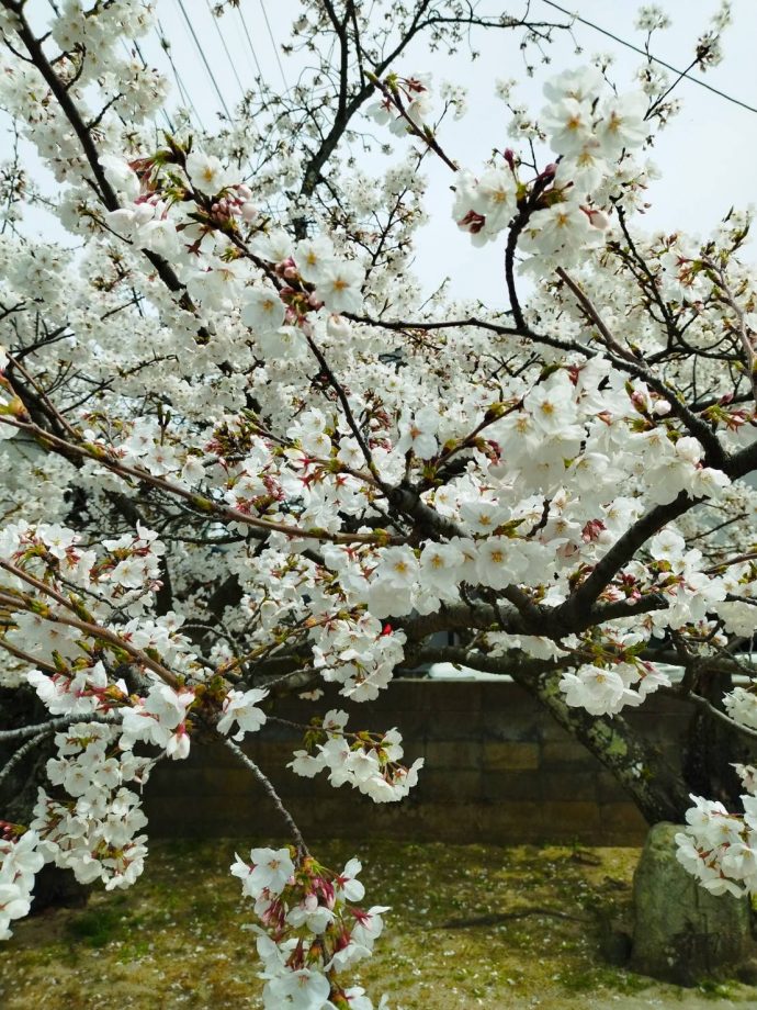桜