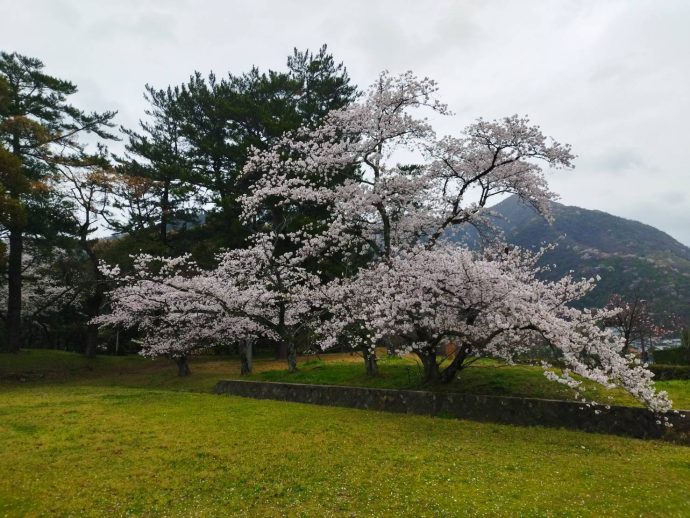 桜