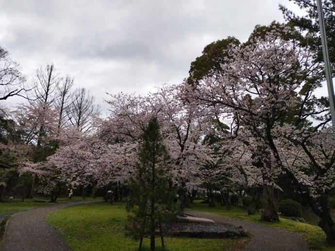 桜