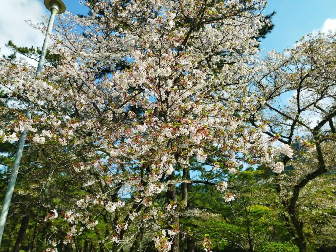 桜