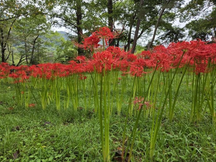 彼岸花