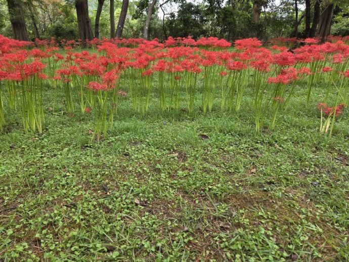 彼岸花